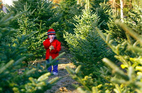 生のクリスマスツリー もみの木 の買い方 アメリカならではです ぜひ生のツリーを Carolina情報